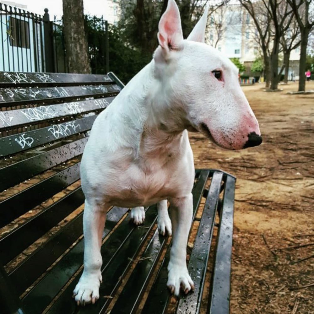 Embustes Y Lamparones