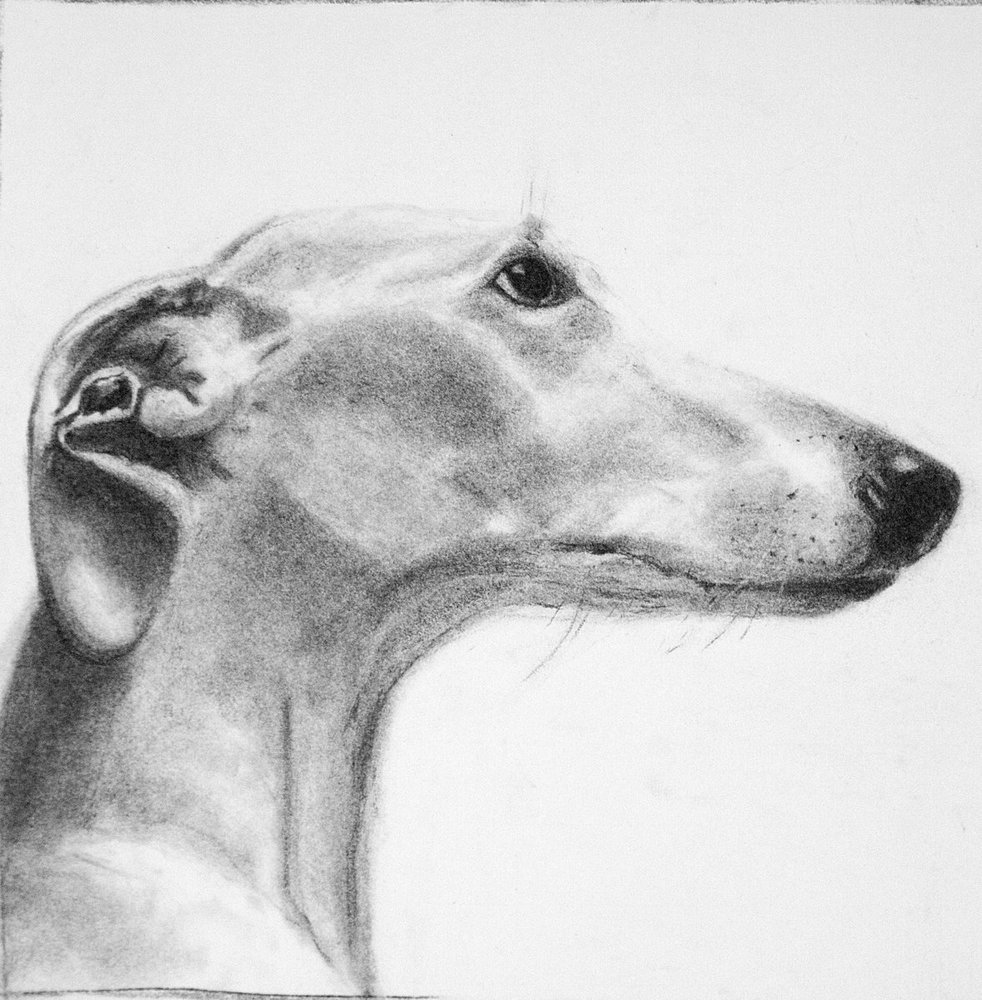 Portada de Galgos